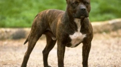 American pit bulllyrier (foto): bezwzględny myśliwiec i niezawodny przyjaciel